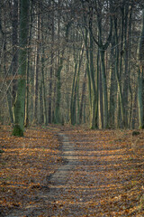 autumn sunny forest with trees and bloated leaves