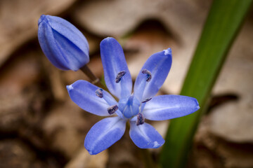 blue scilla in woods on spring closeup with blurry background