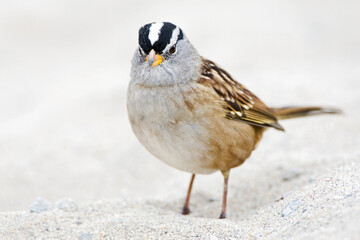 Witkruingors, White-crowned Sparrow, Zonotrichia leucophrys