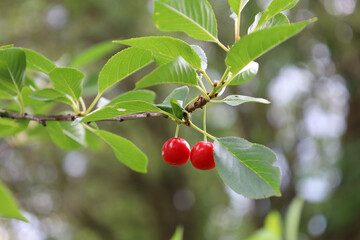 Bonn Germany June 2021 two ripe red cherries hanging on the tree against a green background in natural sunlight