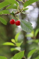 Bonn Germany June 2021 two ripe red cherries hanging on the tree against a green background in natural sunlight