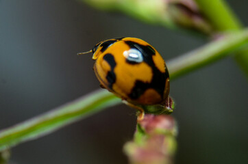ladybug on a leaf