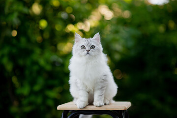 Naklejka na ściany i meble Persian Kitten Sitting On Wooden Chair With Nature Background