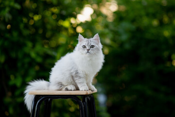 Persian Kitten Sitting On Wooden Chair With Nature Background