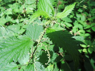 nettle 