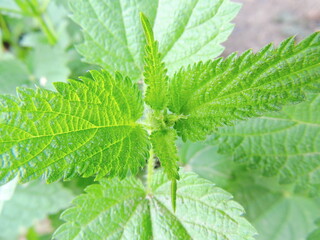 nettle 
