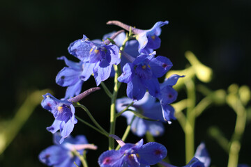 Delphinium blue flower in the morning