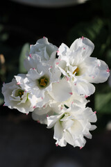 Eustoma is a white flower in summer