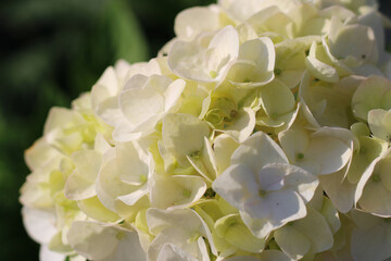 White hydrangea macrophila blooms in summer
