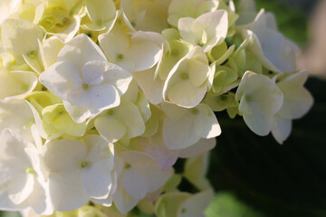 White hydrangea macrophila blooms in summer
