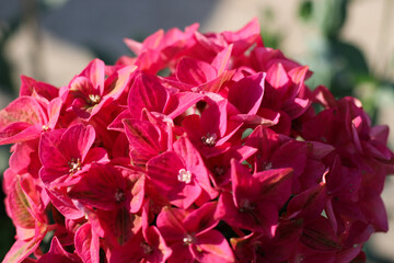 Macrophila red hydrangea