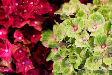 Red and green hydrangea macrophila
