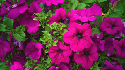 Close up flower bed of purple magenta and violet petunias Tidal wave purple classic in garden,among fluffy pubescent green foliage.Hybrid plant ampel.Concept of gardening,floriculture,home breeding - obrazy, fototapety, plakaty
