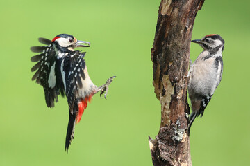 Famille pic épeiche.