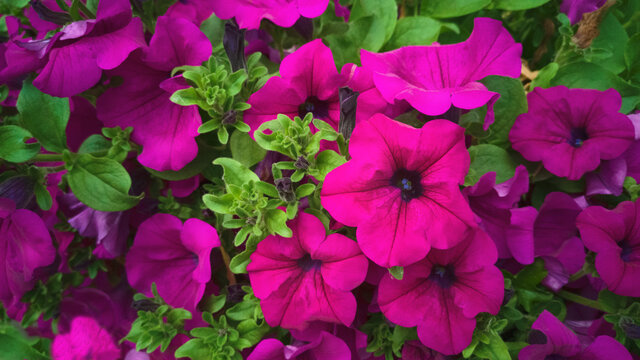 Close up flower bed of purple magenta and violet petunias Tidal wave purple classic in garden,among fluffy pubescent green foliage.Hybrid plant ampel.Concept of gardening,floriculture,home breeding