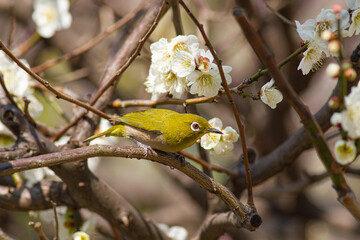 梅の枝に止まった美しいウグイス色のメジロ