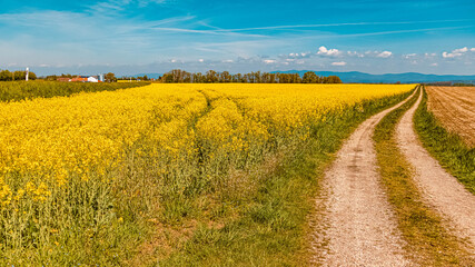 Beautiful spring view with yellow rapeseed fields near Wallerdorf, Bavaria, Germany