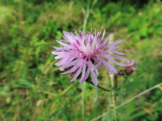 Obraz premium flower 