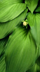 Bright green leaves with a flower. Vertical screen saver for a smartphone