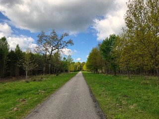 Vanishing Point of a street in the middle of a German forest 