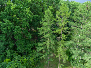 Spruce green tall young trees branches fur close-up in forest, aerial view from drone. Evergreen pine trees summer nature