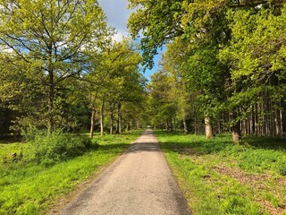 Vanishing Point of a street in the middle of a German forest 