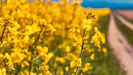 Details of beautiful rapeseed flowers on a sunny day in spring near Wallerdorf, Bavaria, Germany