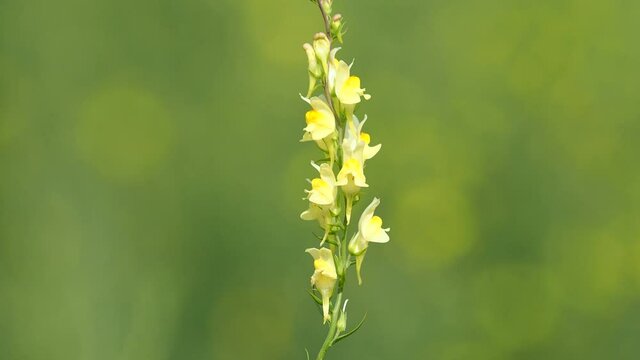 Yellow flower of Broomleaf or broom-leaved toadflax, Linaria genistifolia 