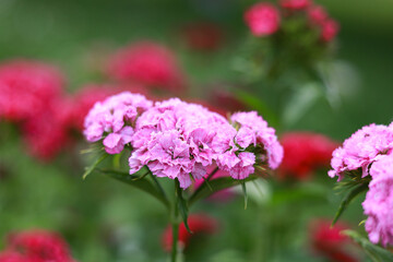 Obraz premium Small Purple Flowers blooming on a home garden.