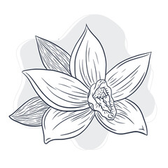Hand Drawn Vanilla Flower Illustration. Line drawing Vanilla blossom vector art in vintage style for logo, menu, recipe, emblem, tattoo, print, spa, perfume, beauty care products