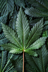 Medical marijuana leaves, ecological hemp plant, close-up. Cannabis sativa, flat lay. Nature concept.