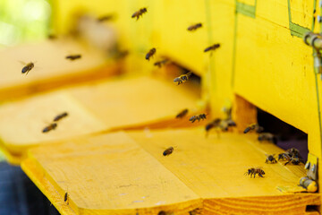 A swarm of honey bees at the bee house