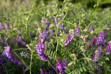 Fototapeta premium Flowering peas in field. Green sprouts of young Vicia villosa in early spring at organic farm field. Selective Focus
