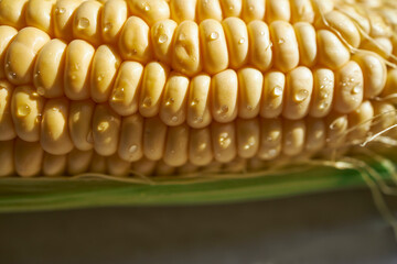 Detail of a fresh corn with water droplets