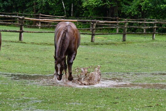 After a heavy rain storm a lone horse plays in the mud puddles left behind
