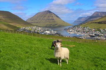 Sheep in front of the stunning cityscape of Klaksvik on Faroe Islands