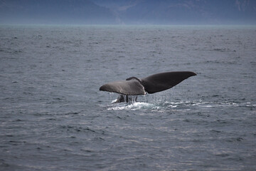 Fototapeta premium whale