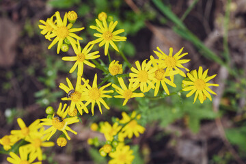 yellow wildflowers blooming in early spring in the forest. Spring background with beautiful yellow flowers