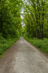 Fototapeta na wymiar Path in the forest, wilderness in Niepołomice, Poland