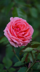pink rose