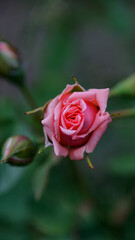 pink rose in garden