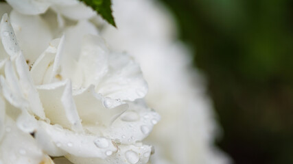 Fototapeta premium white rose flower