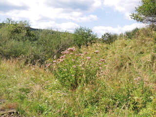 landscape with trees