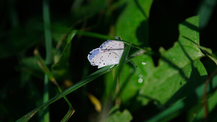 butterfly on a flower