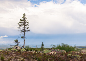 Worlds oldest tree 