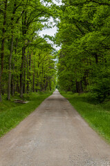 Path in the forest, Wilderness in Niepołomice, Puszcza Niepołomicka, Poland