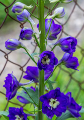 The Delphinium flower.
This is a powerful tall perennial plant from 0.2 to 3 m tall.