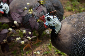 Pair of Guinea or Angolan hens. Black and white feathered animals with white heads.