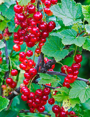 Red currant. This is a shrub with sweet and sour berries of scarlet color, very useful for health.