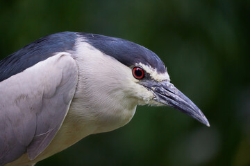 Portrait of the black-crowned night heron on the green background. Nycticorax nycticorax. 